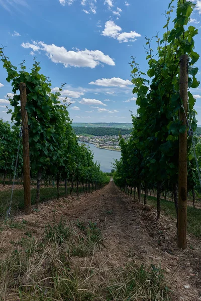Uitzicht Bingen Rhein Duitsland Vanaf Wandelweg Want Zon Verlicht Het — Stockfoto