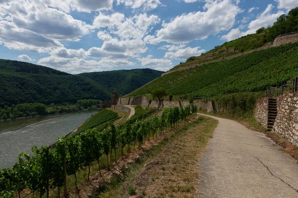 View Bingen Rhein Germany Hiking Trail Sun Just Illuminates Valley — Stock Photo, Image