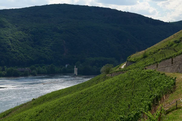 View Bingen Rhein Germany Hiking Trail Sun Just Illuminates Valley — Stock Photo, Image