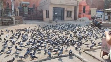 Jaipur, India Circa 2022: Slow motion footage of pigeons flying recorded in daylight