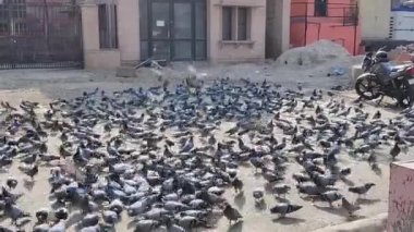 Jaipur, Hindistan Circa 2021: Gündüz vakti kaydedilen güvercin gruplarının görüntüleri