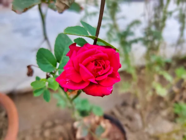 Obrázek Červených Květin Zahradě Záběr Rozmazané Pozadí Dopoledních Hodinách — Stock fotografie