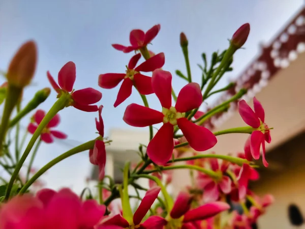 早上在模糊的背景下拍摄的花园里红花的图片 — 图库照片