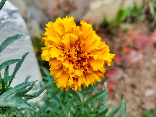 Foto Flores Amarillas Jardín Sobre Fondo Borroso Por Mañana —  Fotos de Stock