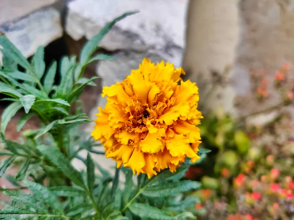 Picture Yellow Flowers Garden Shot Blurred Background Morning — Stock Photo, Image