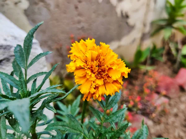 Picture Yellow Flowers Garden Shot Blurred Background Morning — Photo
