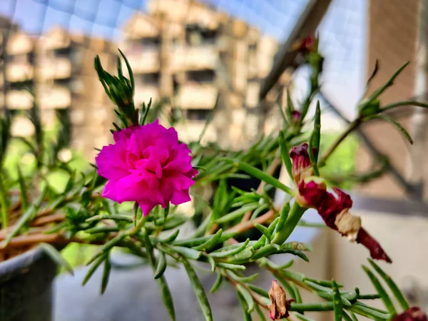 Gurugram Índia Por Volta 2022 Foto Uma Flor Rosa Fotografada — Fotografia de Stock