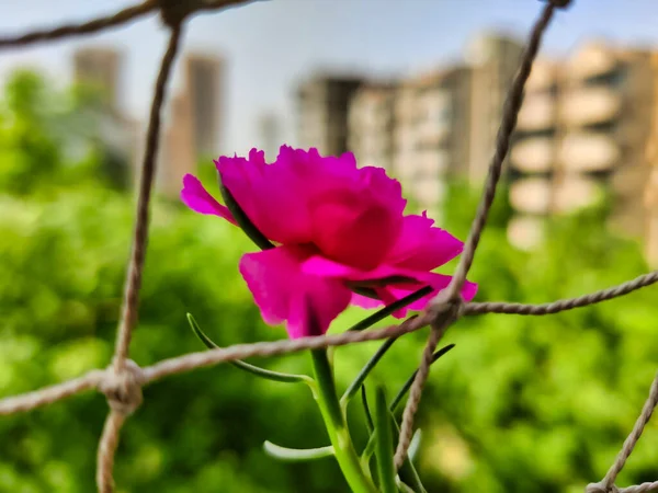 Gurugram Indien Cirka 2022 Bild Rosa Blomma Fotograferad Dagsljus Med — Stockfoto