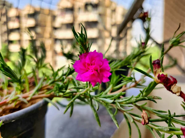 印度古鲁格拉姆2022年 一幅在日光下拍摄的粉色花朵的照片 背景中的建筑物 树木和蓝天模糊不清 — 图库照片