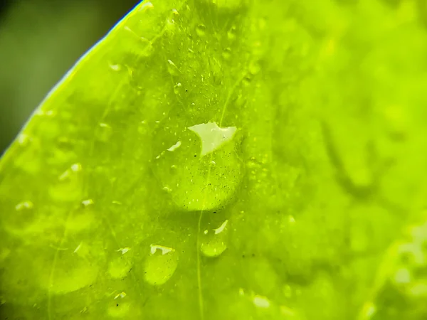 Macro Shot Goccioline Acqua Una Foglia Verde Giorno Pioggia — Foto Stock