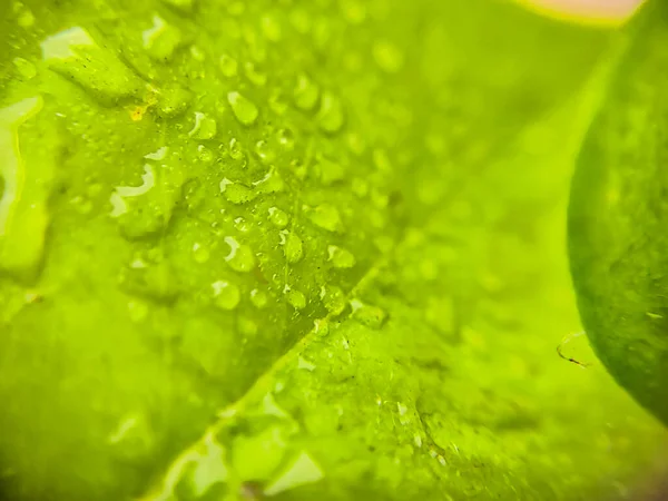 Yağmurlu bir günde yeşil yaprak üzerinde makro su damlacıkları.