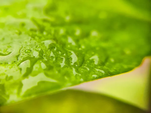 Macro Shot Goccioline Acqua Una Foglia Verde Giorno Pioggia — Foto Stock