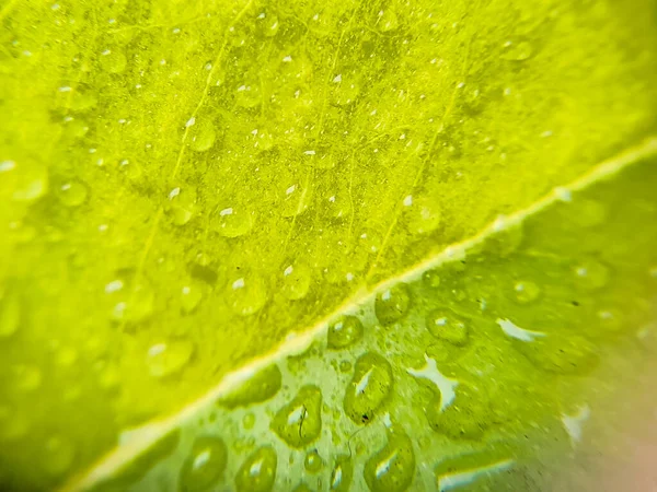 Yağmurlu bir günde yeşil yaprak üzerinde makro su damlacıkları.