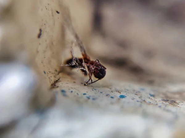 Closeup Shot Insect Macro Photography — Stock Photo, Image