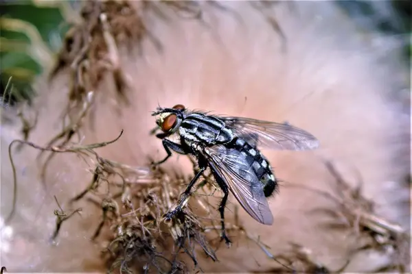 Fly washing itself on a flowered plant — 图库照片
