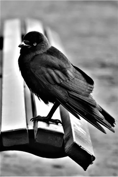 Black Crow Very Small Beady Eyes Wooden Bench Black White — стоковое фото
