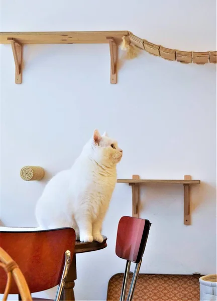 Very Cute Big White Cat Sitting Table Chairs Cat Furniture — стоковое фото