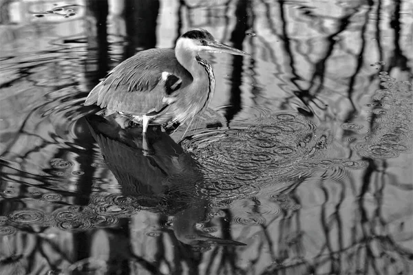 Black White Protrait Egret Reflection Standing Water — Fotografia de Stock