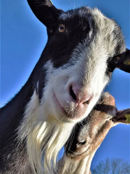 Funny Portrait Goats Looking Happy Straight Camera Wide Angle Frog — 스톡 사진