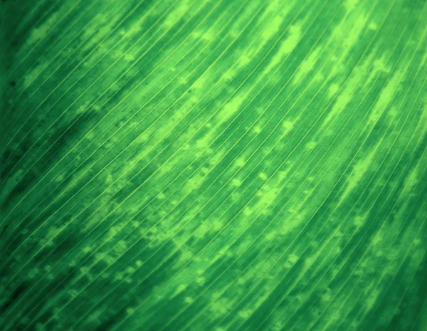 Фон зелёного листа — стоковое фото