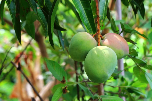 Mangos verdes en el árbol en Tailandia —  Fotos de Stock