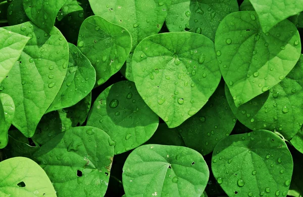 Fondo de hoja verde, Un montón de hojas húmedas — Foto de Stock