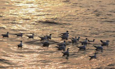 martı deniz deniz yüzeyi ile gün batımında birleştirir.