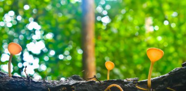 Tayland mantarlar Kupası kırmızı mantar fincan mantar veya şampanya mantar