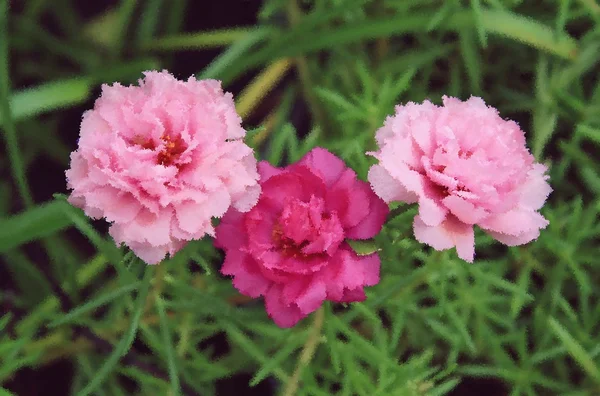 Абстрактный фон из розовых цветов или розовые цветы фон или цветочный фон — стоковое фото