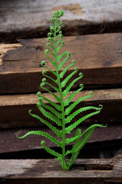 Fern yaprak büyük ahşap plakalar yığını ile