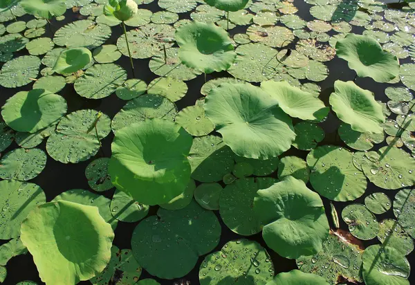 Lotus yaprağı ve güneş ışığı üzerinde yağmur damlaları — Stok fotoğraf