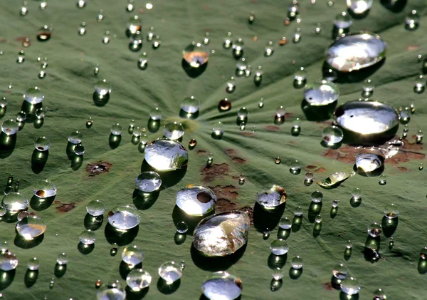 Hermosa gota de agua en la hoja de loto — Foto de Stock