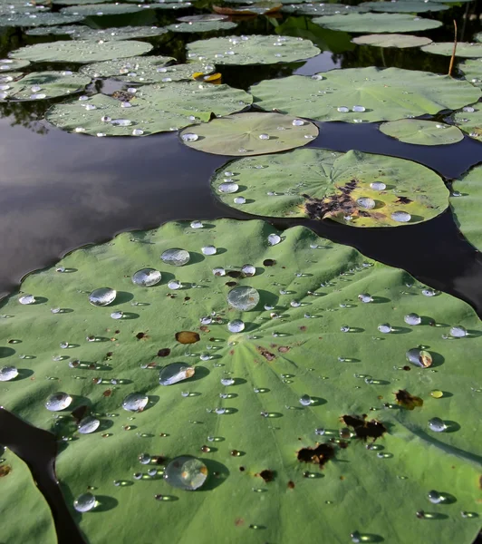 Güzel su damla lotus yaprağı — Stok fotoğraf