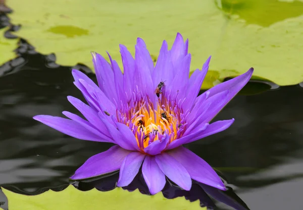 Havuzda bir güzel pembe nilüfer veya lotus çiçeği