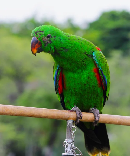 Papagaio isolado bonito e colorido — Fotografia de Stock