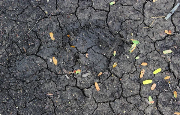 植物较少的土壤破裂 — 图库照片
