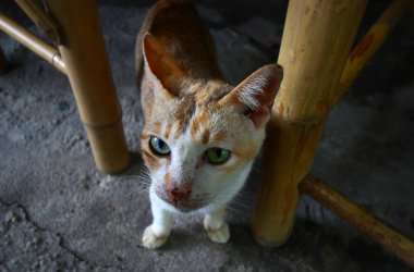kamera doğru yürüyen kırmızı erkek kedi