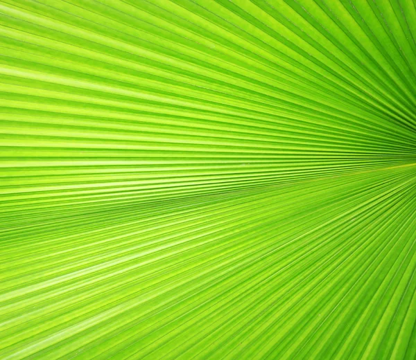 Текстура зеленого пальмового листа — стокове фото