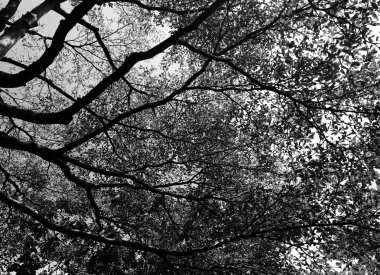 ağaç ve dallar siluet