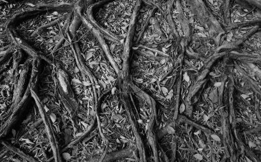 gizemli görünümlü ağaç yayılan kökleri ile