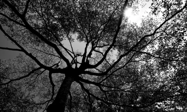 Árvore e ramos silhueta — Fotografia de Stock