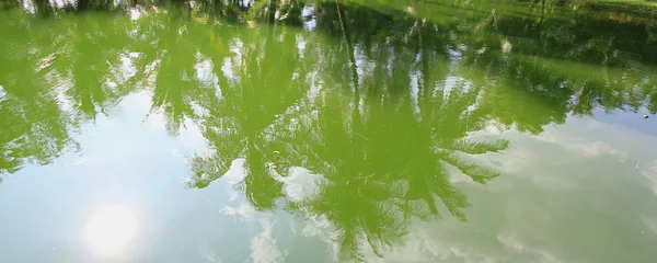 Baum spiegelt sich im Fluss wider — Stockfoto