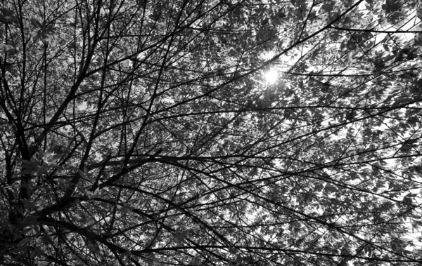 Silueta de árbol y ramas — Foto de Stock