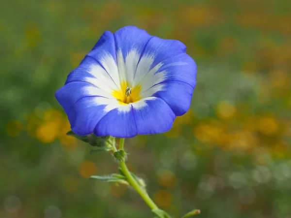 Convolvulus Tricolor Pentapetaloides Flower Close Dwarf Morning Glory Funnel Shaped — Stock Photo, Image