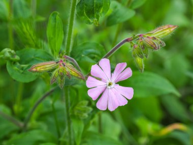 Melez Campion çiçeği, derinden çizilmiş beş yaprak, diyotik yaban çiçeği. Campion Silene x hampeana, açık pembe çiçekli ve tomurcuklu, yaklaş. Karyophyllaceae familyasındaki kıllı, fiş bitkisi..