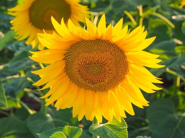 Olgun sarı ayçiçekleri, yakın çekim. Tarım alanında olgunlaşmış Helianthus Annuus çiçekleri. Evcil ayçiçeği papatya familyasından popüler, otçul, çiçek açan bir bitkidir..