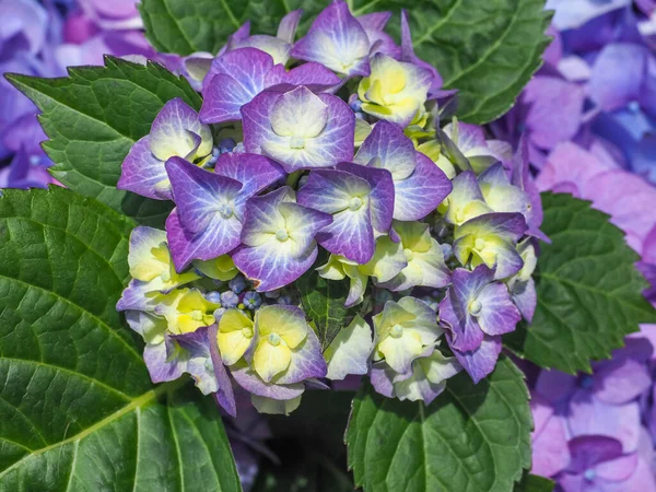 Ortanca çiçeğinin mor, pembe ve sarı renkleri, yaklaşın. Bigleaf Hydrangea makrophylla ya da renkli güzel Hortensia çalısı, büyük, gösterişli çiçekler ve renkli sepaller..