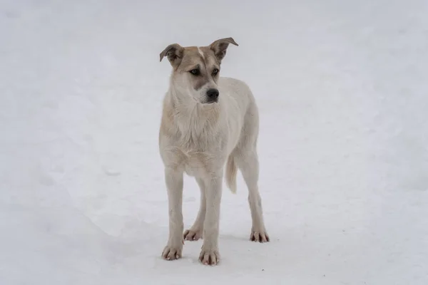 Portrait Mongrel Standing Background White Snow — Stock Photo, Image