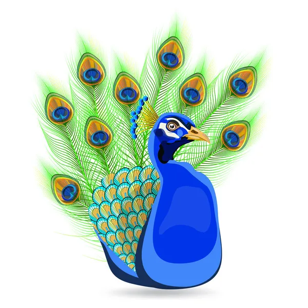 tavuskuşu