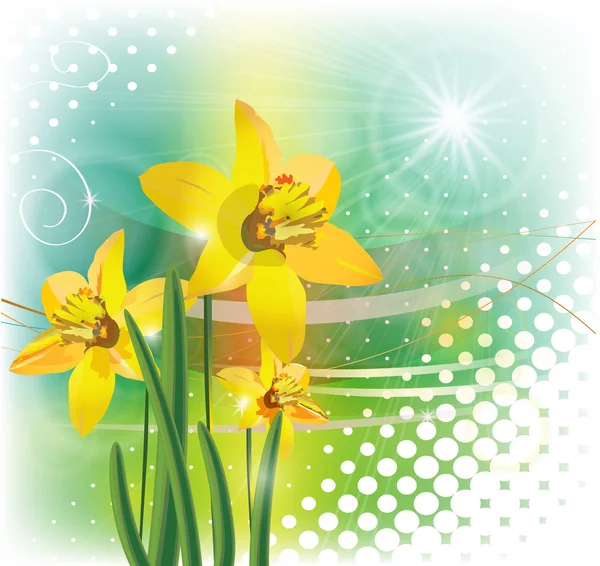 Yellow narcissus — Stock Vector